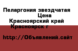 Пеларгония звездчатая Vectis Finery › Цена ­ 200 - Красноярский край, Красноярск г.  »    